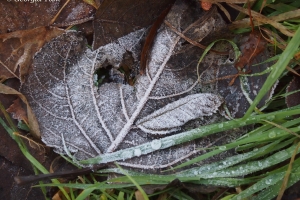 Leaf with frost