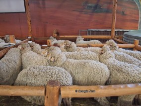 sheep shearing time