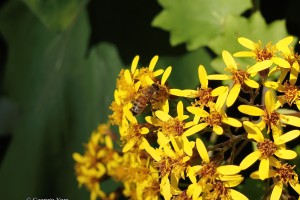 bee on yellow flowers