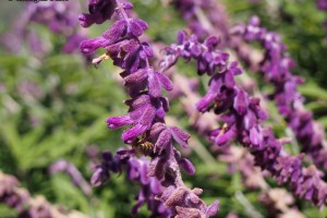 purple flowers bee