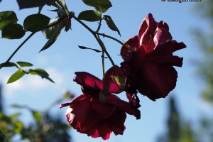 backlit roses