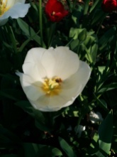 bee white tulip
